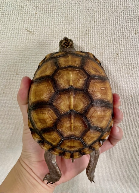 ガルフコーストハコガメ（甲長１２ｃｍ）メス