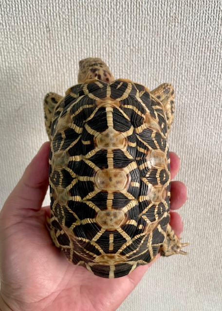 インドホシガメ（甲長１３．５ｃｍ）オス