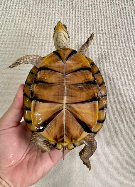 ガルフコーストハコガメ（甲長１３ｃｍ）