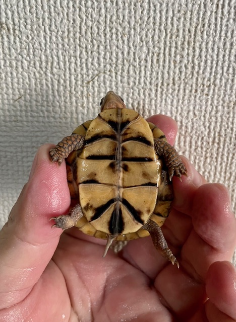 ミツユビハコガメ（甲長５ｃｍ）①