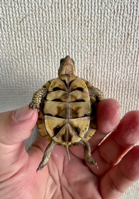 ミツユビハコガメ（甲長５ｃｍ）②