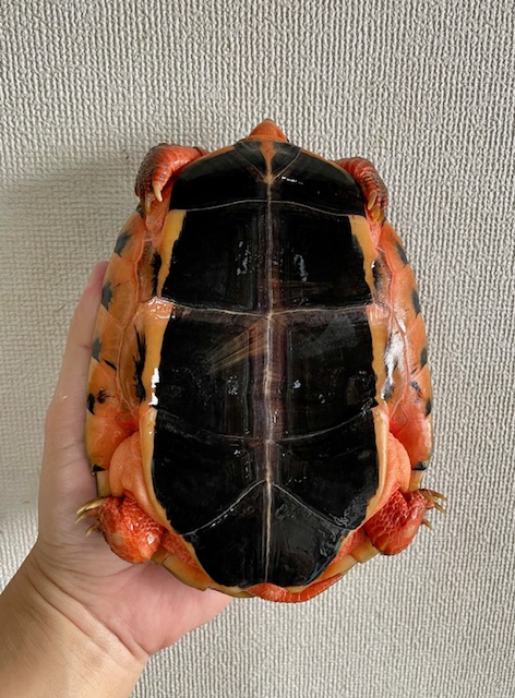 ベトナムミスジハコガメ（甲長１７ｃｍ）メス