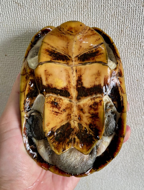 ハーレラドロガメ　W.C.　ペア