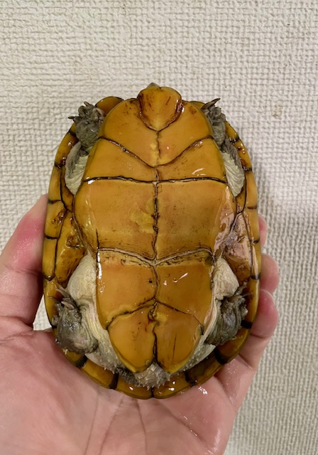 ハーレラドロガメ　W.C.　ペア