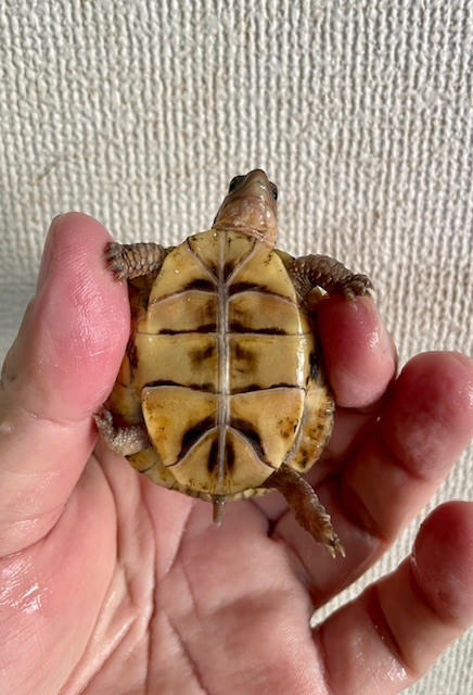 ミツユビハコガメ　ベビー　尾先切れ