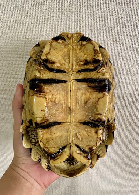 ビルマホシガメ（甲長１９ｃｍ）オス　国内C.B.個体