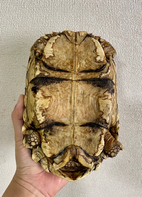 ビルマホシガメ（甲長１９ｃｍ）オス