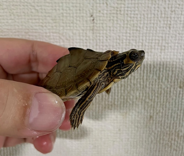 アラバマチズガメ　ベビー