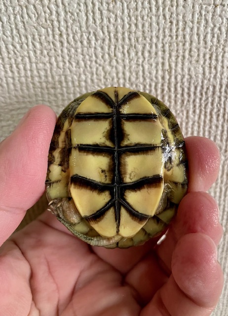 シェンシーハコガメ（甲長５ｃｍ）