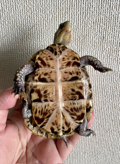 フロリダハコガメ（甲長９ｃｍ）多甲
