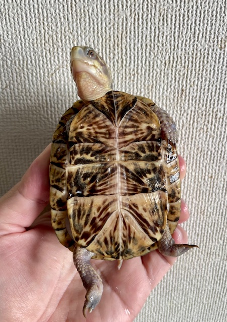 フロリダハコガメ（甲長９．５ｃｍ）