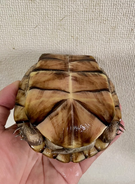 ガルフコーストハコガメ（甲長１２ｃｍ）メス