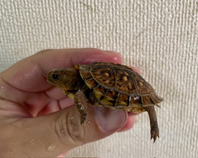 ミツユビハコガメ（甲長５ｃｍ）①