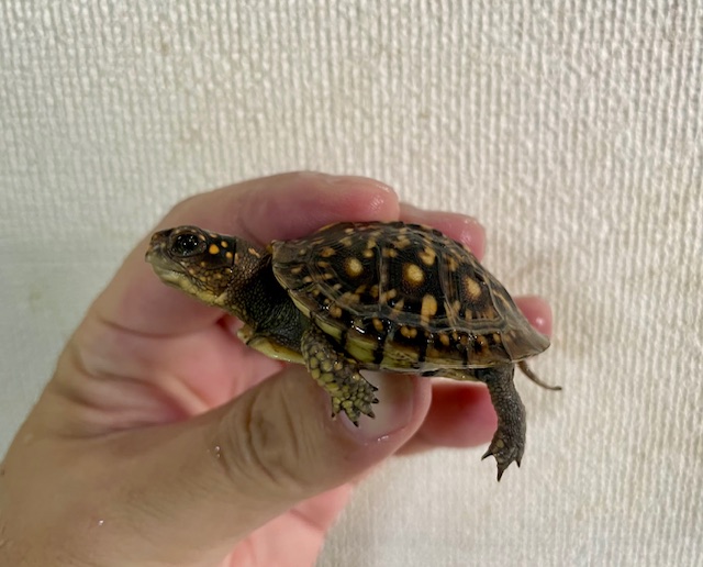 ミツユビハコガメ（甲長５ｃｍ）②