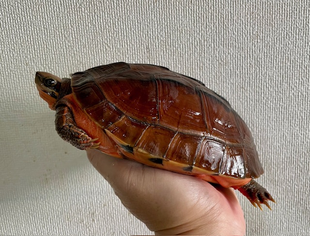 ベトナムミスジハコガメ（甲長１７ｃｍ）メス