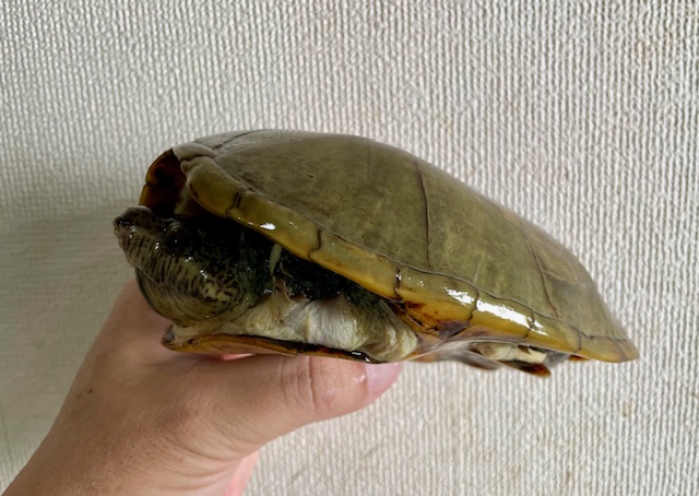 ハーレラドロガメ　W.C.　ペア