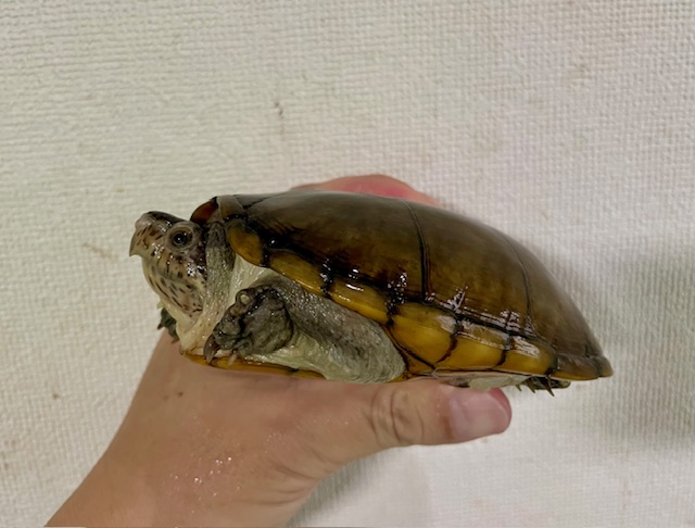 ハーレラドロガメ　W.C.　ペア