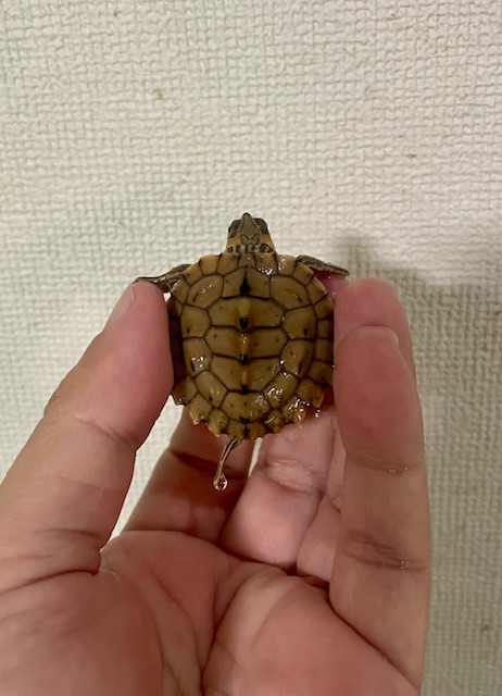 バーバーチズガメ ベビー