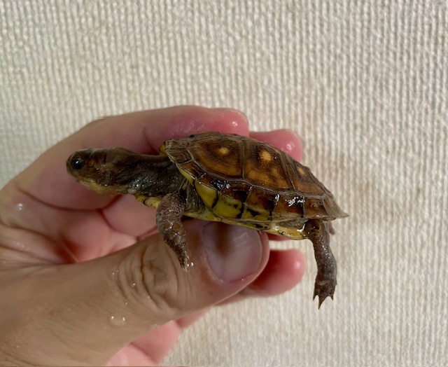 ミツユビハコガメ　ベビー　尾先切れ