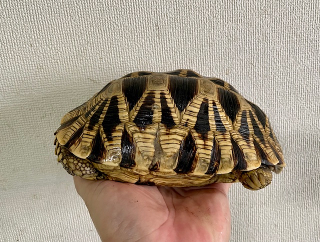 ビルマホシガメ（甲長１９ｃｍ）オス