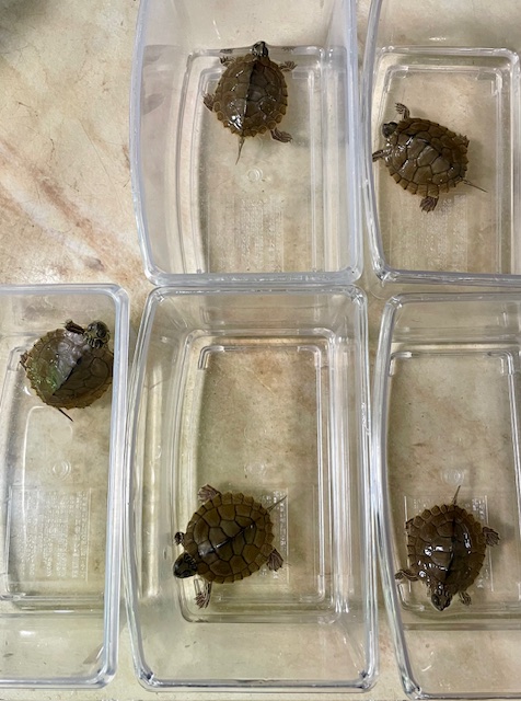 アラバマチズガメ　ベビー