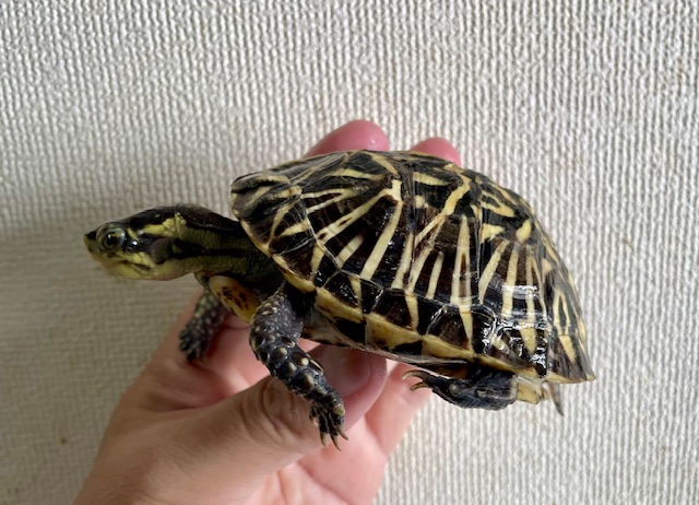 フロリダハコガメ（甲長９ｃｍ）多甲