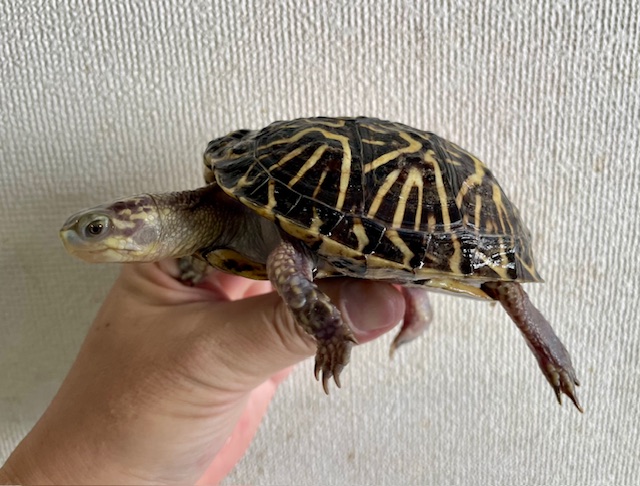 フロリダハコガメ（甲長９．５ｃｍ）