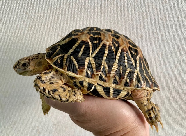 インドホシガメ（甲長１３．５ｃｍ）オス