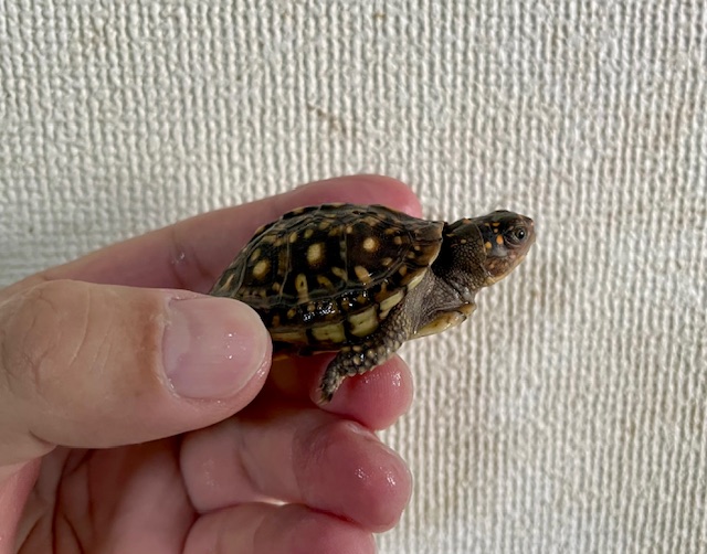 ミツユビハコガメ（甲長５ｃｍ）②