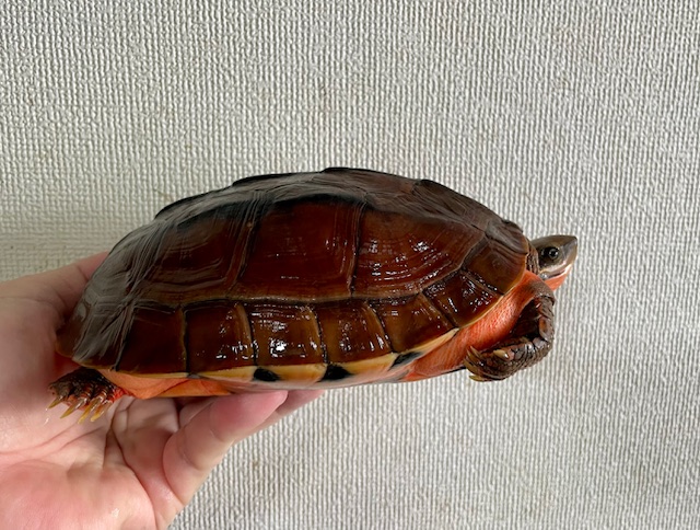 ベトナムミスジハコガメ（甲長１７ｃｍ）メス