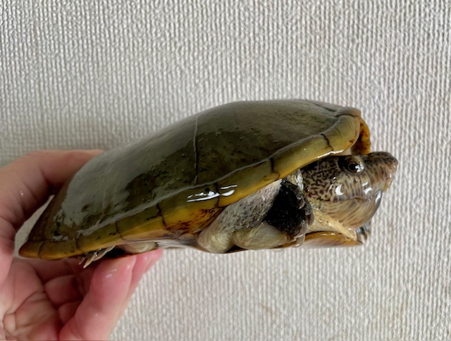 ハーレラドロガメ　W.C.　ペア