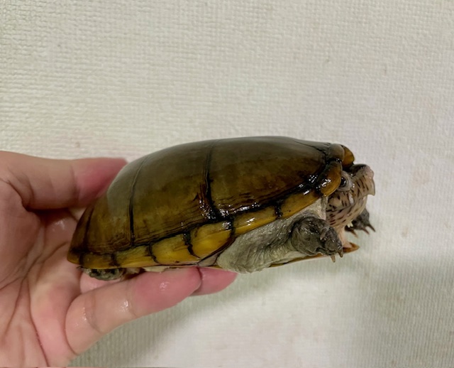 ハーレラドロガメ　W.C.　ペア