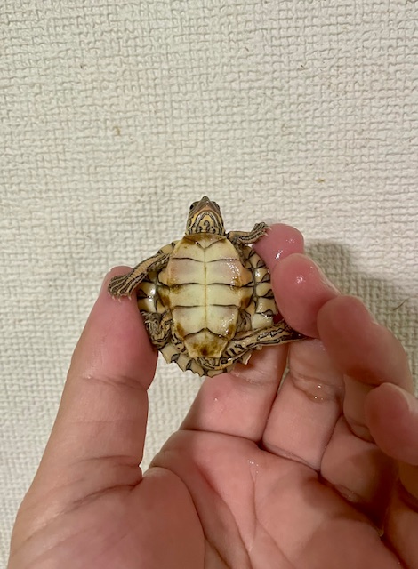 バーバーチズガメ　ベビー