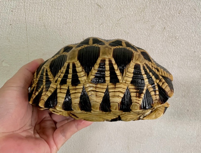 ビルマホシガメ（甲長１９ｃｍ）オス　国内C.B.個体