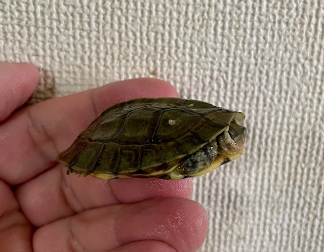 シェンシーハコガメ（甲長５ｃｍ）