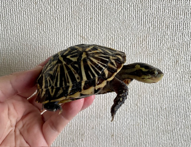 フロリダハコガメ（甲長９ｃｍ）多甲