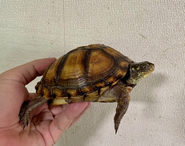 ガルフコーストハコガメ（甲長１２ｃｍ）メス