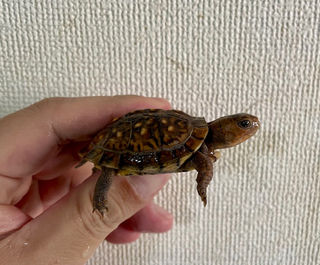 ミツユビハコガメ（甲長５ｃｍ）①