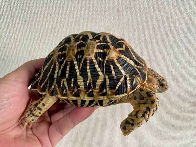 インドホシガメ（甲長１３．５ｃｍ）オス