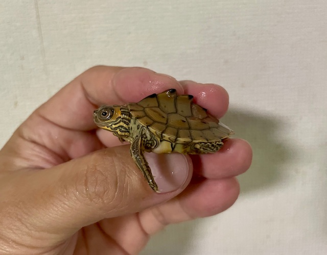 バーバーチズガメ　ベビー