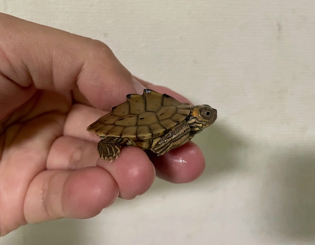 バーバーチズガメ　ベビー